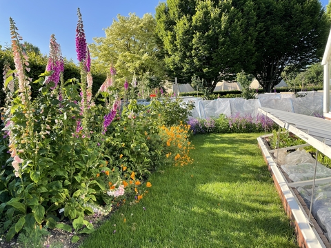 Flower bed on the left and lawn on the right in sun