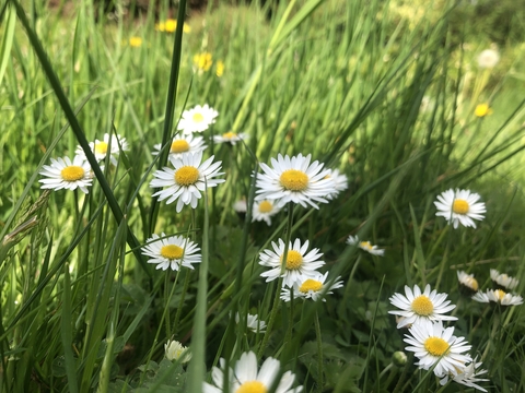 daisies in grass