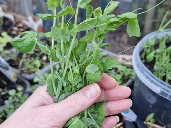 Pea shoots in a hand