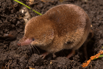 Common shrew