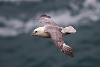 Fulmar