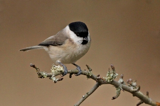 Marsh tit