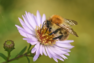 Common Carder Bee