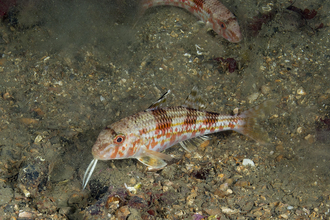 red mullet