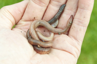An adult's hand, palm up, holding several earthworms in varying shades of grey and brown