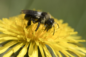 An ashy mining bee, a fuzzy black bee with bands of whitish hair around its neck and waist, feeds on a yellow flower