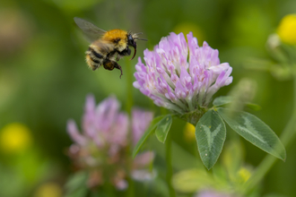A common carder bee flying towards a pink flower. The bee has ginger hairs covering its thorax and in bands across its abdomen