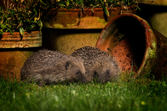 Two hedgehogs standing next to each other in a garden at night, lit by artificial light. 