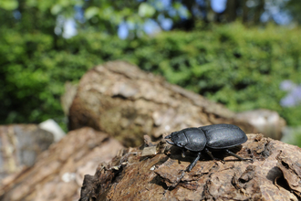 A lesser stag beetle standing on a pile of logs in a garden. It's a large black beetle, with a broad body and head giving it an oblong look. 