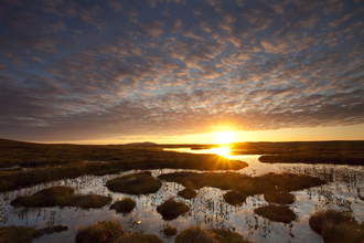 The sun rising over a peatland bog, the whole landscape bathed in golden light. The blue sky is full of whispy clouds, reflected in the shallow pool of the bog, surrounded by tussocky grass