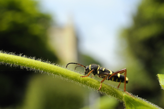 A wasp beetle walks across a plant stem in a garden. The beetle is black, with yellow bands giving it a waspish appearance. It has long orange legs and long antennae, marking it as one of the longhorn beetles.