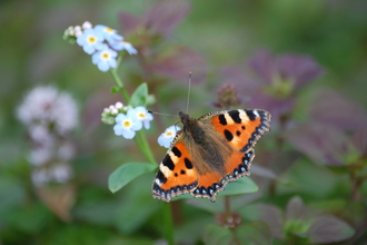 A small tortoiseshell butterfly perched on a forget-me-not, it's long proboscis poking into a small blue and yellow flower to feed on nectar. The butterfly has orange wings, with alternating black and white bands along the leading edge, and bright blue dots along the trailing edge
