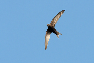 A swift flying against a bright blue sky. It's a dark brown bird, with long scything wings like a boomerang.