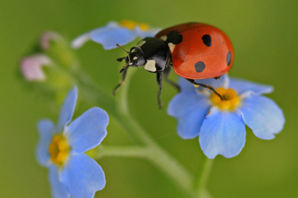 A 7-spot ladybird clambers between the bright flue flowers of a forget-me-not. The ladybird has red wing cases decorated with seven black spots