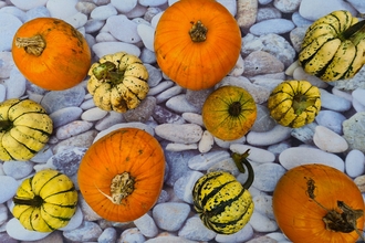A selection of pumpkins and squashes