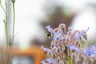 bee on borage flowers