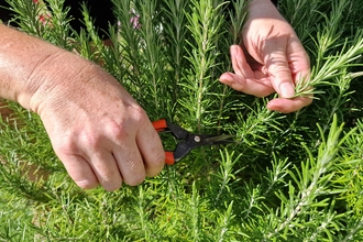 hands cutting rosemary