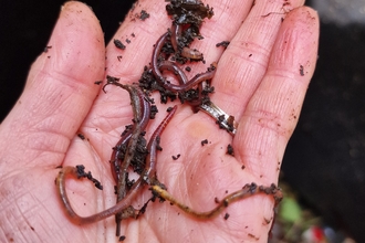 compost worms in hand