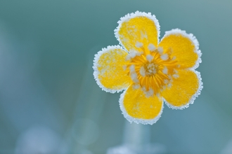 frost on buttercup
