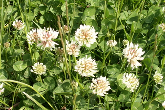 White clover flowers in grass