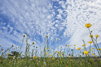 Wildflowers in a field against a blue sky