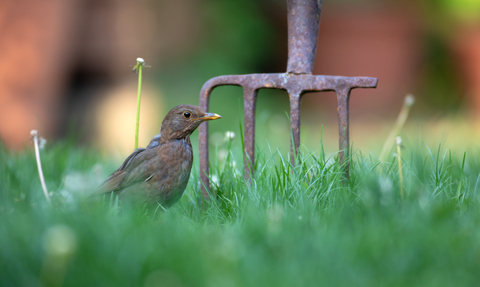 A female blackbird, with brown feathers and a dull yellow beak, stands on a lawn surrounded by grass, with a garden fork dug into the soil