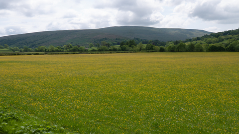 Northern hay meadow