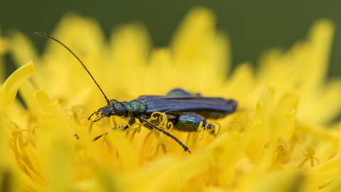 A male swollen-thighed beetle feeding on the pollen of a bright yellow flower