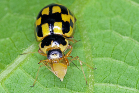 A 14-spot ladybird on a leaf, eating an aphid. The ladybirds is yellow with a pattern of roughly square black markings on its wing cases, many of them joined together