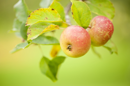 Two red apples hanging from a leafy branch