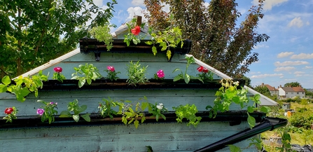 Three tier gutter garden