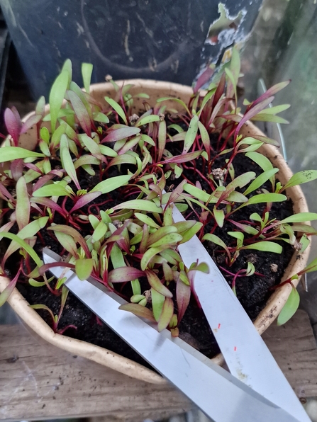 Scissors and small plants