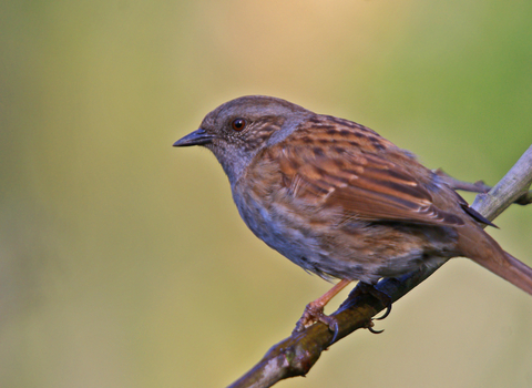 Dunnock