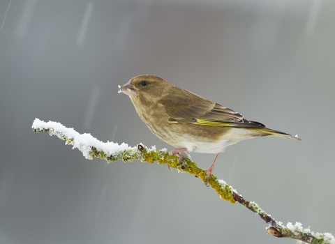 Greenfinch