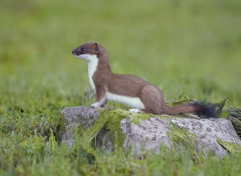 Stoat 