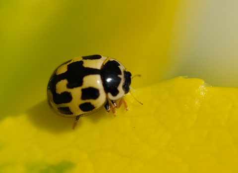 14-spot Ladybird