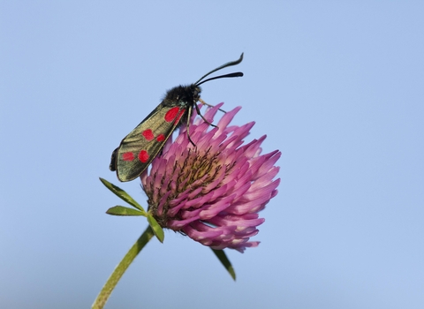 Six-spot Burnet moth
