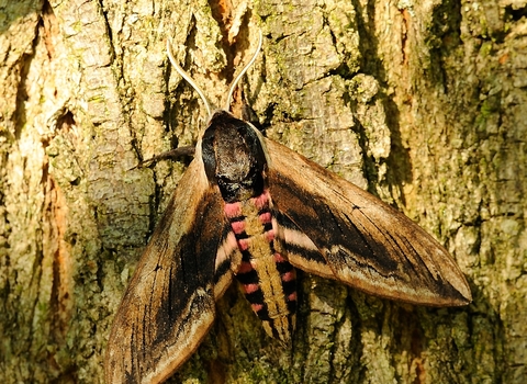 Privet Hawk-moth