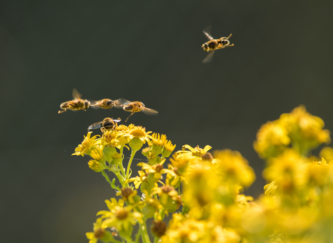 A group of five yellow and black striped hoverflies with fuzzy brown thoraxes buzzes around the yellow flowers of ragwort