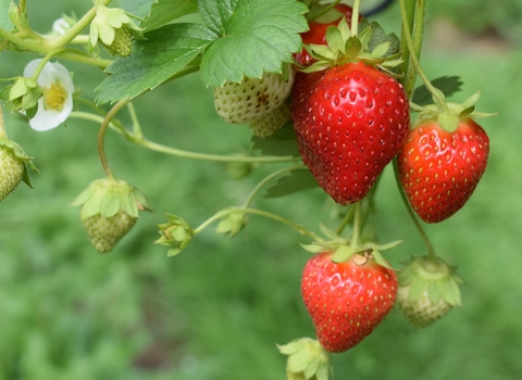 Strawberries