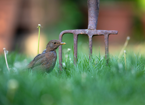 A female blackbird, with brown feathers and a dull yellow beak, stands on a lawn surrounded by grass, with a garden fork dug into the soil