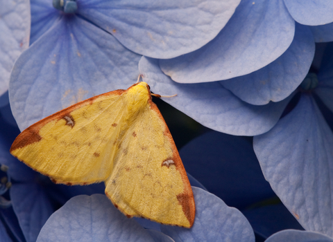A brimstone moth resting on blue petals. It's a bright yellow moth with a brown leading edge to the wing