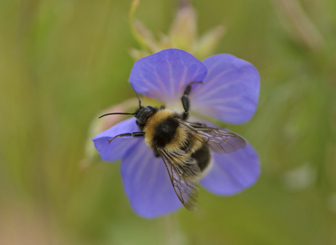 A garden bumblebee, fat, fuzzy and black with three golden bands and a white tail, visits a purple-blue flower