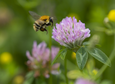 A common carder bee flying towards a pink flower. The bee has ginger hairs covering its thorax and in bands across its abdomen