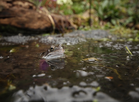 Common Frog (c) Luke Massey/2020Vision
