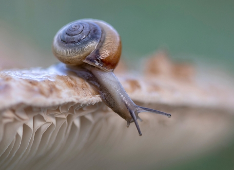 snail (c) Jon Hawkins