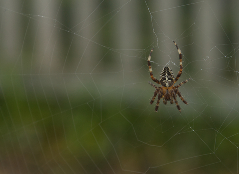 A garden orb weaver spider in the centre of its web. Its a brown spider, with a white cross marking on the top of its abdomen