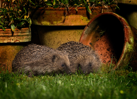 Two hedgehogs standing next to each other in a garden at night, lit by artificial light. 