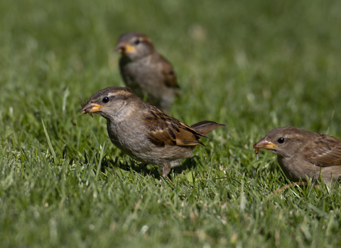 House sparrow