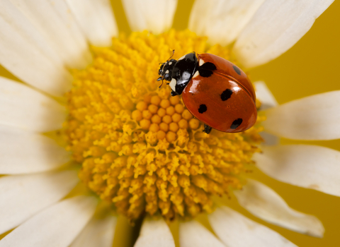 A 7-spot ladybird clambers over the yellow centre of an oxeye daisy flower. The ladybird is a rounded beetle with a black head and pronotum, and bright red wing cases with seven black spots spread across them